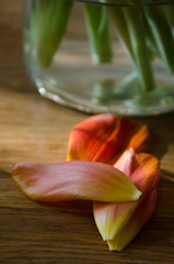 tulipány