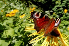 aj ja pridám spomienkovú