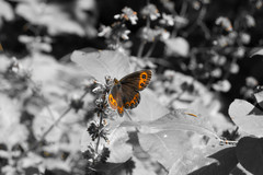 QUAINTNESS