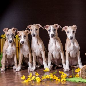 whippet puppies