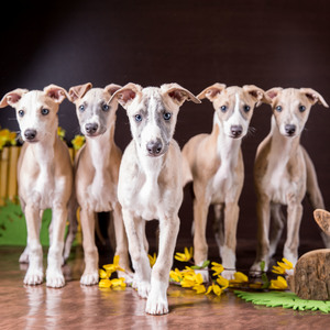 whippet puppies