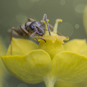 Mravec kveto-lezec