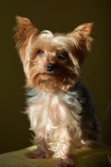 Lila portret