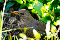 Turdus merula