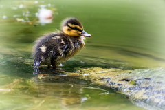 Duckling :)