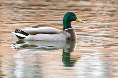 Anas platyrhynchos