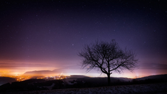 Alone tree