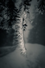 Frost