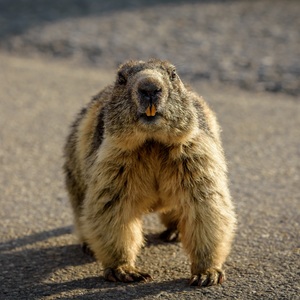 Marmota Marmota