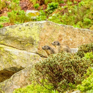 Marmota Marmota