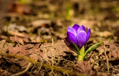 Krokus
