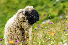 Walliser Schwarznasenschaf