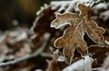 Frozen Oak