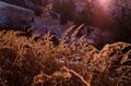 Sunshine caress