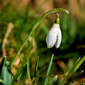 Snežienková