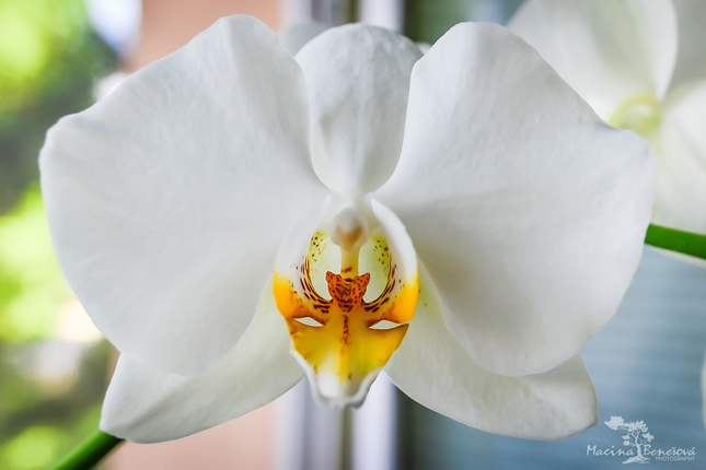 Orchidea 3v1