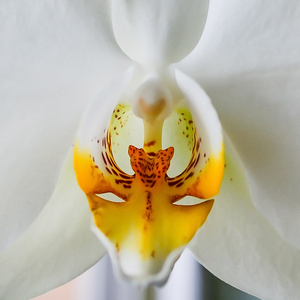 Orchidea 3v1