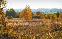 podvečerní