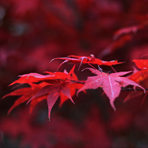 červený podzim