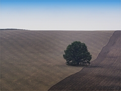 samotář