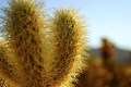 cactusssss