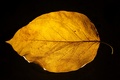 List