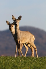 Capreolus capreolus