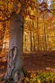 Bukové kráľovstvo