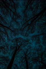 Magic forest