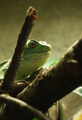 Agama