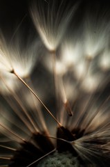minimal flora