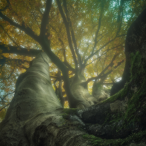 Tajny zivot stromov