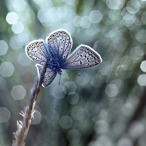 motýlie sny...