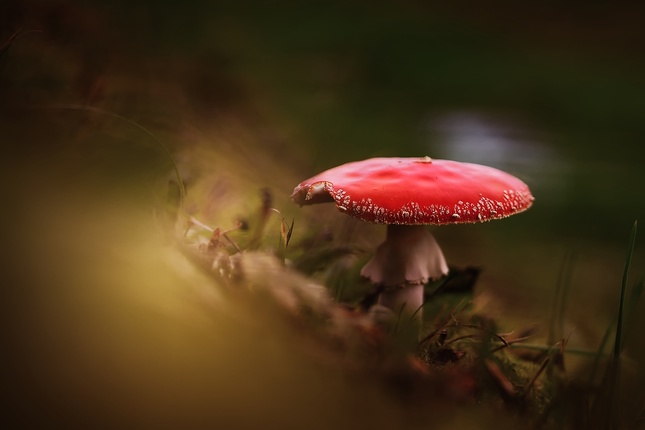 Amanita muscaria...