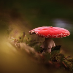 Amanita muscaria...