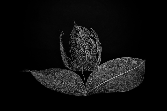 fragile flower...