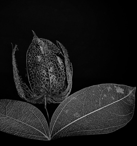 fragile flower...