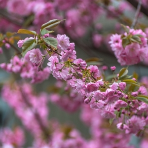 Sakura z Klemensovej