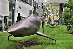 Sharks