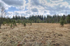Orava