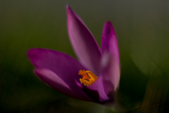 ... wild flowers ...