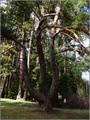 3 Svätoplukove pruty