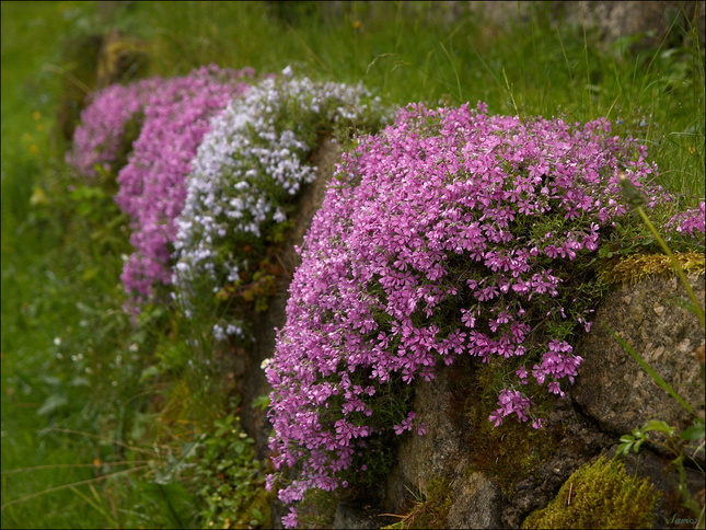 Skalka