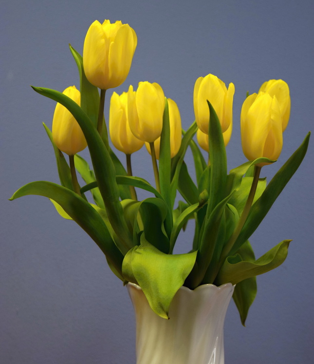 tulipány(i)