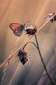 Arethusana arethusa