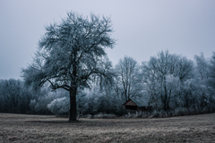 ❅ II