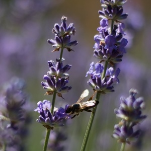 Včielka akrobatka