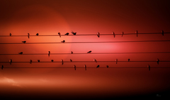 Bird Sonate