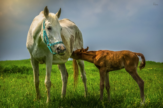 mom and son