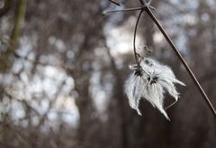 White softness